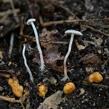 Attēlu rezultāti vaicājumam “Collybia tuberosa”