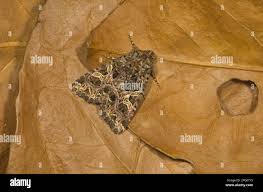 Attēlu rezultāti vaicājumam “Hadena rivularis”