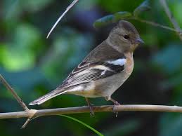 Attēlu rezultāti vaicājumam “Fringilla coelebs female”