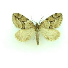 Attēlu rezultāti vaicājumam “Eulithis populata”