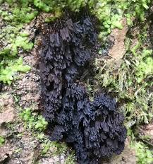 Attēlu rezultāti vaicājumam “Stemonaria irregularis”