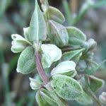 Attēlu rezultāti vaicājumam “Fallopia convolvulus fruit”