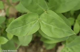 Attēlu rezultāti vaicājumam “Silene vulgaris leaf”