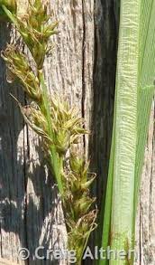 Attēlu rezultāti vaicājumam “Carex loliacea fruit”