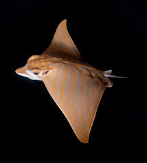 Image result for Aetomylaeus bovinus