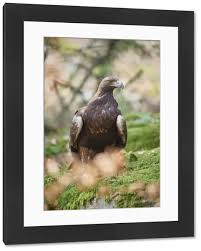 Attēlu rezultāti vaicājumam “Aquila chrysaetos adult”