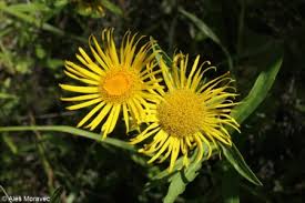 Attēlu rezultāti vaicājumam “Inula salicina flower”