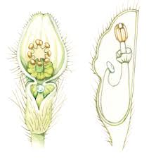 Attēlu rezultāti vaicājumam “Pistia stratiotes”