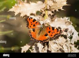 Attēlu rezultāti vaicājumam “Nymphalis polychloros upperside”