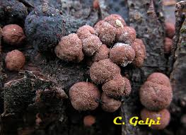 Attēlu rezultāti vaicājumam “Hypoxylon fuscum”