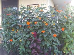 Image result for Tithonia rotundifolia