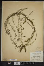 Attēlu rezultāti vaicājumam “Myriophyllum alterniflorum”