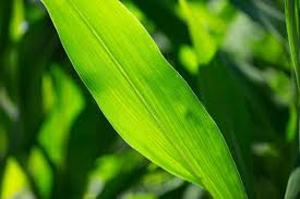 Attēlu rezultāti vaicājumam “Zea mays leaf”