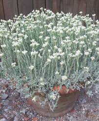 Attēlu rezultāti vaicājumam “Antennaria dioica leaf”