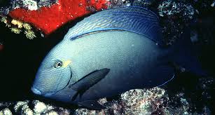 Image result for Acanthurus blochii