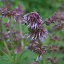 Attēlu rezultāti vaicājumam “Salvia verticillata”