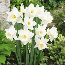 Attēlu rezultāti vaicājumam “Narcissus leaf”