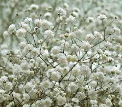 Attēlu rezultāti vaicājumam “Gypsophila paniculata”