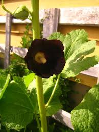 Attēlu rezultāti vaicājumam “Alcea rosea bud”