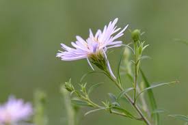 Attēlu rezultāti vaicājumam “Symphyotrichum x salignum flower”