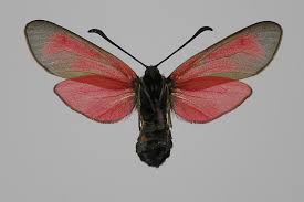 Attēlu rezultāti vaicājumam “Zygaena minos”