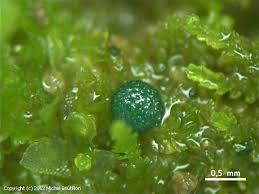 Attēlu rezultāti vaicājumam “Mniaecia jungermanniae”