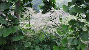 Image result for Aruncus dioicus