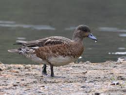 Attēlu rezultāti vaicājumam “Anas penelope”