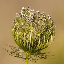 Attēlu rezultāti vaicājumam “Daucus carota subsp. carota flower”