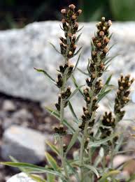 Attēlu rezultāti vaicājumam “Gnaphalium sylvaticum flower”