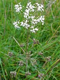 Image result for Pimpinella saxifraga