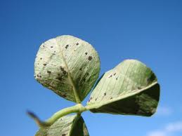 Attēlu rezultāti vaicājumam “Trifolium pratense leaf”