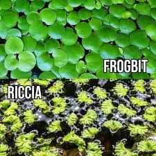 Attēlu rezultāti vaicājumam “Ricciocarpos natans”