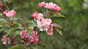 Attēlu rezultāti vaicājumam “Malus purpurea”