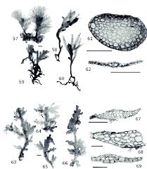 Attēlu rezultāti vaicājumam “Riccardia multifida”