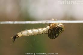 Attēlu rezultāti vaicājumam “Culex pipiens larva”