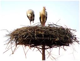 Attēlu rezultāti vaicājumam “Ciconia ciconia nest”