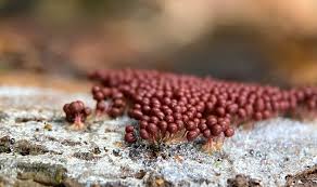 Attēlu rezultāti vaicājumam “Arcyria affinis stalked”