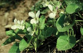 Attēlu rezultāti vaicājumam “Viola uliginosa leaf”