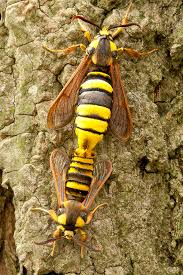 Attēlu rezultāti vaicājumam “Sesia apiformis”