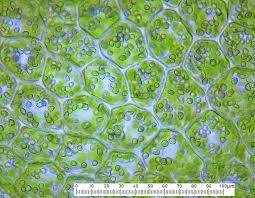 Attēlu rezultāti vaicājumam “Lophozia longidens”