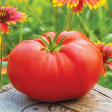 Afbeeldingsresultaat voor marmande jaune tomato