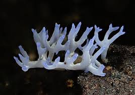 Attēlu rezultāti vaicājumam “Ramariopsis crocea”