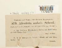 Attēlu rezultāti vaicājumam “Nardia scalaris”