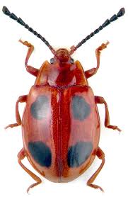 Attēlu rezultāti vaicājumam “Endomychidae”