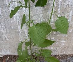 Attēlu rezultāti vaicājumam “Lapsana communis bud”
