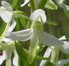 Attēlu rezultāti vaicājumam “Platanthera bifolia leaf”