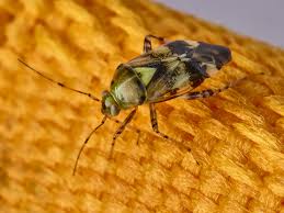 Attēlu rezultāti vaicājumam “Lygus pratensis”