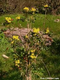 Attēlu rezultāti vaicājumam “Mahonia aquifolium flower”