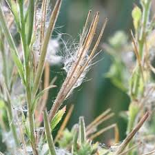 Attēlu rezultāti vaicājumam “Epilobium hirsutum leaf”